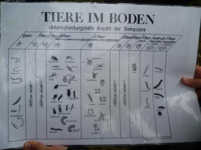 exkursion_in_den_droemling_(sommer_2015)_2.jpg